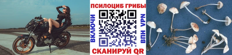 наркота  Солнечногорск  Галлюциногенные грибы Psilocybe 